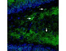 Guinea pig Anti-GluR1 (GluA1) (extracellular) Antibody