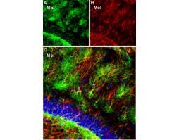 Guinea pig Anti-K<sub>ir</sub>4.1 (KCNJ10) Antibody