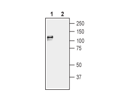 Guinea pig Anti-KCNMA1 (K<sub>Ca</sub>1.1) (1097-1196) Antibody