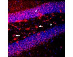 Guinea pig Anti-BDNF Antibody