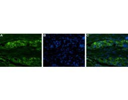 Guinea pig Anti-Na<sub>V</sub>1.8 (SCN10A) Antibody