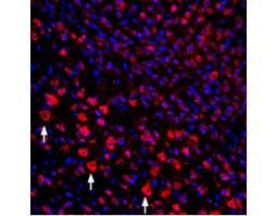 Guinea pig Anti-proNGF Antibody