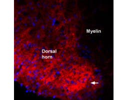Guinea pig Anti-proBDNF Antibody