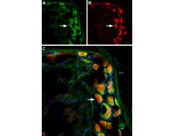 Guinea pig Anti-TRPV2 (VRL1) (extracellular) Antibody