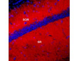 Guinea pig Anti-K<sub>V</sub>4.2 Antibody