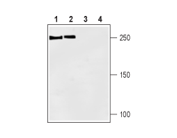 Guinea pig Anti-SCN1A (Na<sub>V</sub>1.1) Antibody