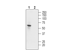 Guinea pig Anti-K<sub>ir</sub>2.1/KCNJ2 Antibody