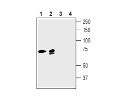 Guinea pig Anti-KCNN2 (K<sub>Ca</sub>2.2, SK2) Antibody