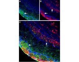 Anti-Plexin-A1 (extracellular) Antibody
