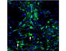Guinea pig Anti-ASIC3 Antibody