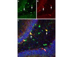 Guinea pig Anti-ASIC1 Antibody