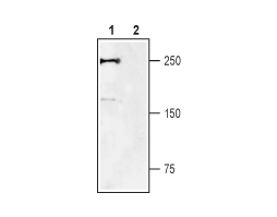 Guinea pig Anti-Na<sub>V</sub>1.7 (SCN9A) Antibody