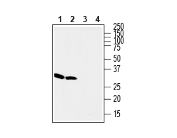 Guinea pig Anti-Stargazin Antibody