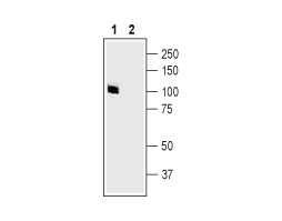 Guinea pig Anti-GluR2 (GluA2) (extracellular) Antibody