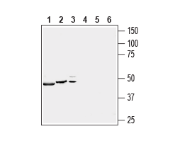 Guinea pig Anti-P2X4 Receptor Antibody