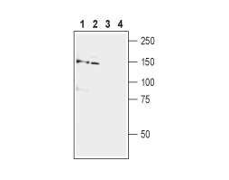 Guinea pig Anti-mGluR5 (extracellular) Antibody
