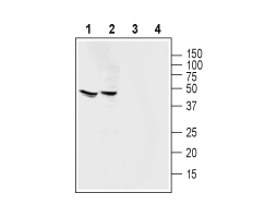 Guinea pig Anti-Angiotensin-(1-7) Mas Receptor Antibody