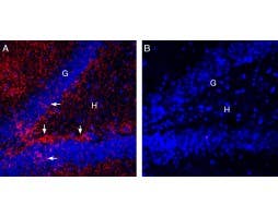 Guinea Pig Anti-EAAT2 (GLT-1) (extracellular) Antibody