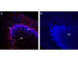 Guinea pig Anti-Vesicular GABA Transporter (VGAT) Antibody