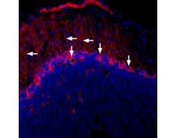 Guinea pig Anti-Connexin-43 Antibody