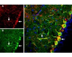 Guinea pig Anti-GluR3 (GluA3) (extracellular) Antibody