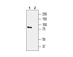 Guinea pig Anti-TRPV4 Antibody