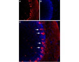 Guinea pig Anti-HCN1 Antibody