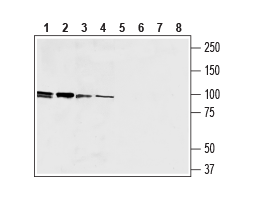 Guinea pig Anti-EMR1 (ADGRE1) (extracellular) Antibody