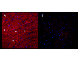Guinea Pig Anti-SynGAP Antibody