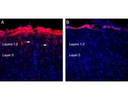 Guinea Pig Anti-GFAP Antibody
