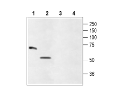 Anti-Glycine Receptor α4 (extracellular) Antibody