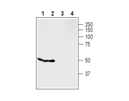 Anti-GPR119 Antibody