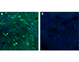 Anti-GPR88 Antibody - Carrier Free