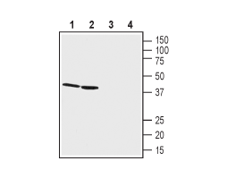 Anti-GPR68 (OGR1) (extracellular) Antibody