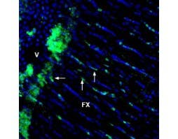 Anti-GPR65 (TDAG8) (extracellular) Antibody