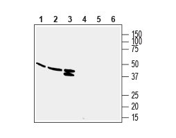 Anti-Human GPR132/G2A (extracellular) Antibody