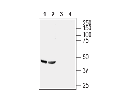 Anti-GPR56 (extracellular) Antibody