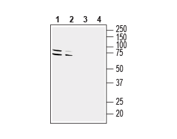 Anti-GPR37 (extracellular) Antibody