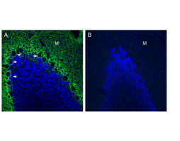 Anti-GPR37L1 (extracellular) Antibody