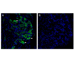 Anti-GPR35 (extracellular) Antibody