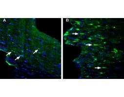 Anti-GPR84 (extracellular) Antibody