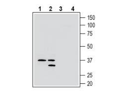Anti-GPR171 (extracellular) Antibody