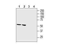 Anti-GPR34 (extracellular) Antibody