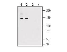 Anti-GPR126/ADGRG6 (extracellular) Antibody