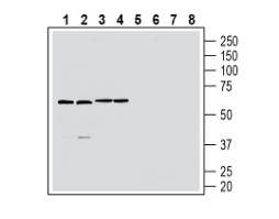 Anti-GPR174 (extracellular) Antibody