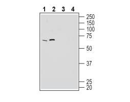 Anti-GPR50 Antibody