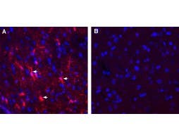Anti-GPR12 (extracellular) Antibody