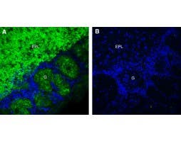 Anti-GPR26 Antibody