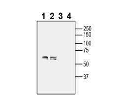 Anti-GPR75 Antibody - Carrier Free