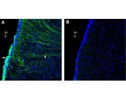 Anti-GPR142 (extracellular) Antibody